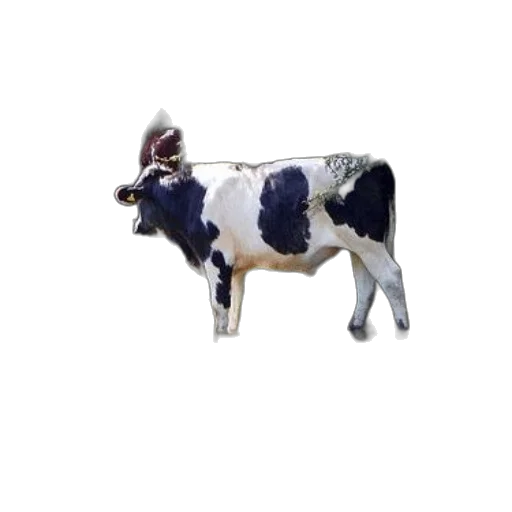 animal, jewelry, creature, food transparent PNG cut-out