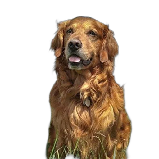 animal, staff, face, creature transparent PNG cut-out
