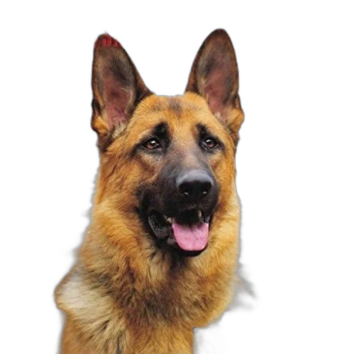 animal, staff, face, creature transparent PNG cut-out