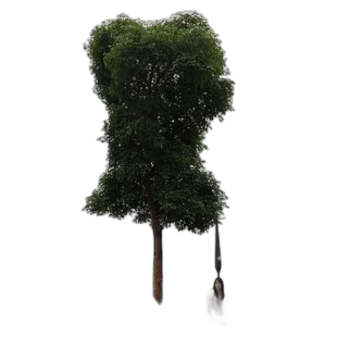 tree, staff, hair, umbrella transparent PNG cut-out