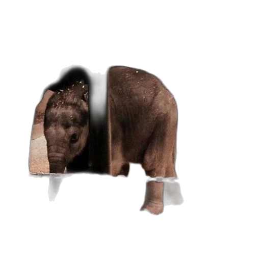 animal, creature, jacket, furniture transparent PNG cut-out