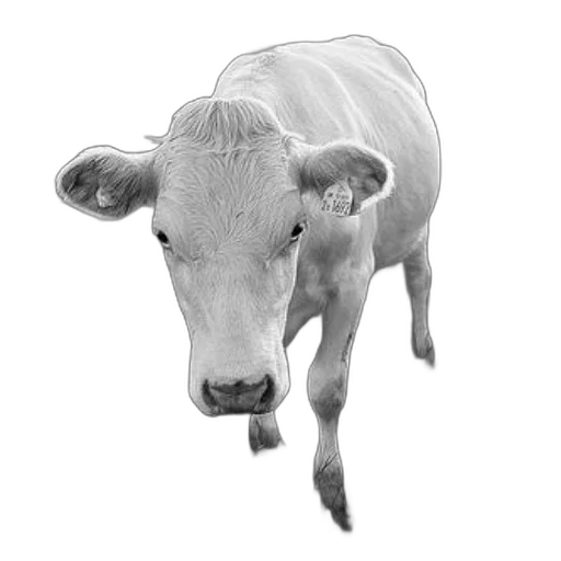 animal, face, food, jewelry transparent PNG cut-out