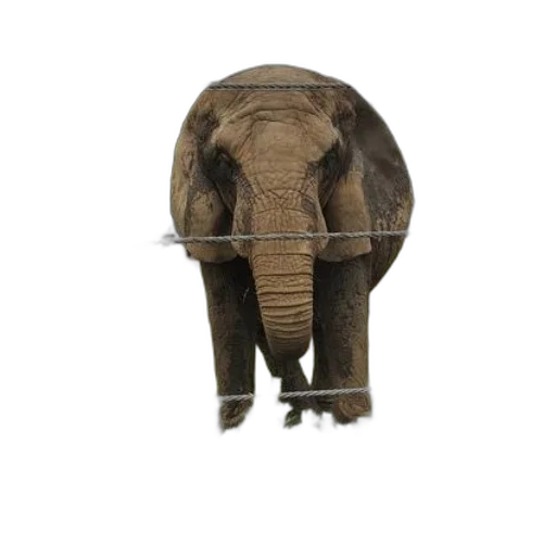 animal, hat, creature, staff transparent PNG cut-out