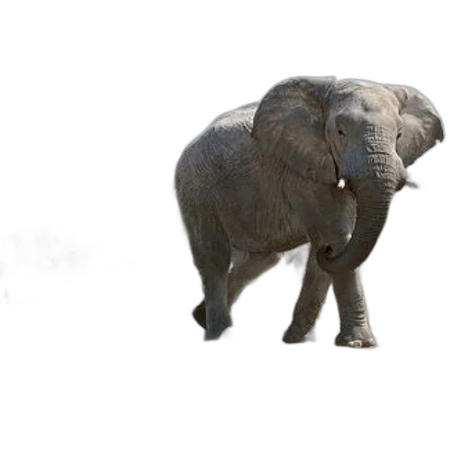 animal, creature, umbrella, weapon transparent PNG cut-out