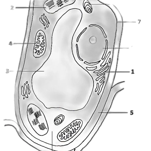 jewelry, crown, face, mask transparent PNG cut-out