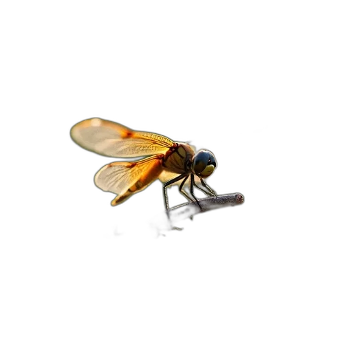 animal, creature, furniture, jewelry transparent PNG cut-out