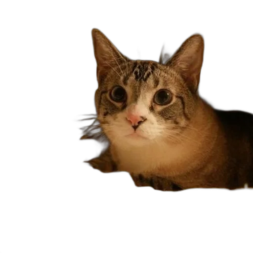 animal, creature, face, crown transparent PNG cut-out
