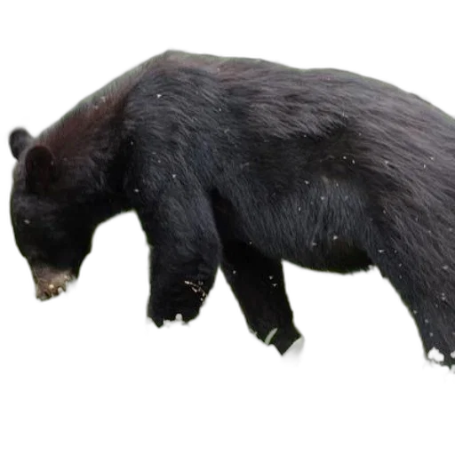 animal, creature, staff, food transparent PNG cut-out
