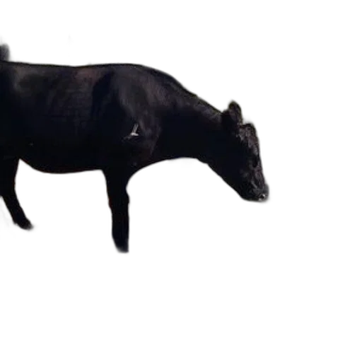 animal, creature, food, weapon transparent PNG cut-out