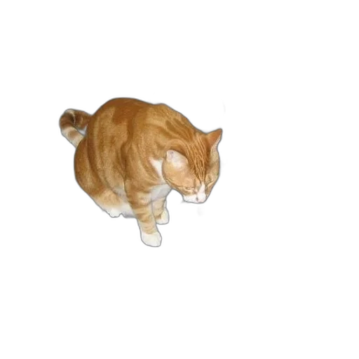 animal, creature, staff, food transparent PNG cut-out