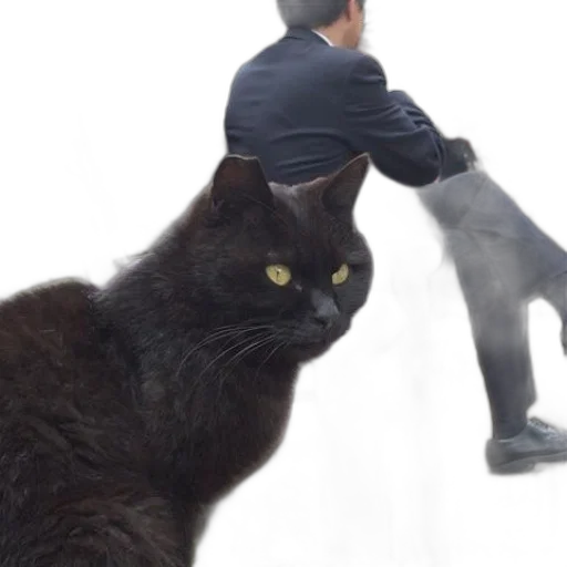 animal, creature, staff, black transparent PNG cut-out