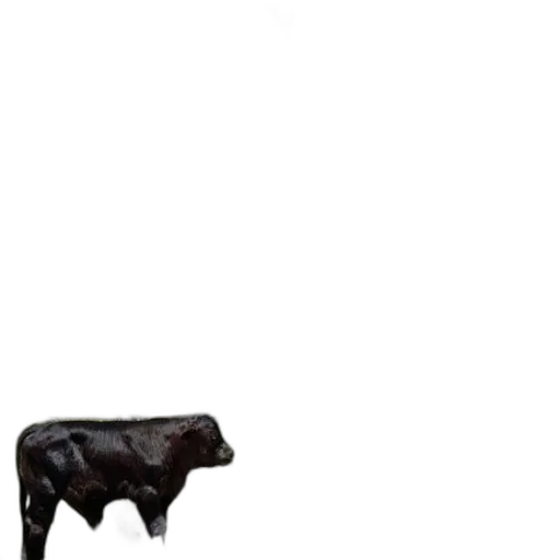 animal, furniture, creature, food transparent PNG cut-out