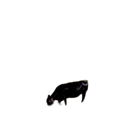 animal, creature, car, food transparent PNG cut-out