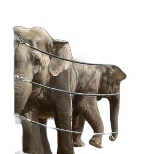 animal, jewelry, furniture, weapon transparent PNG cut-out