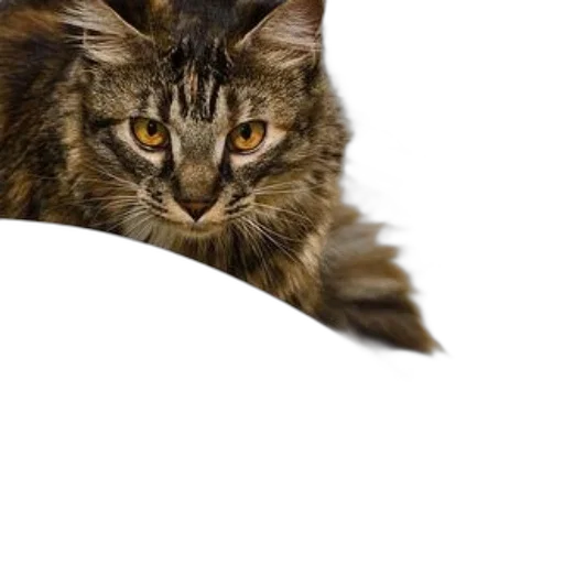 animal, creature, hat, crown transparent PNG cut-out