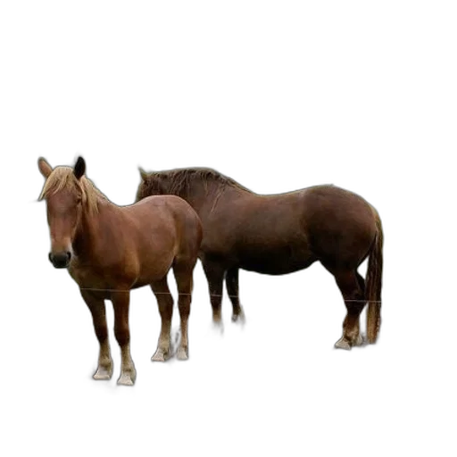animal, creature, furniture, hair transparent PNG cut-out