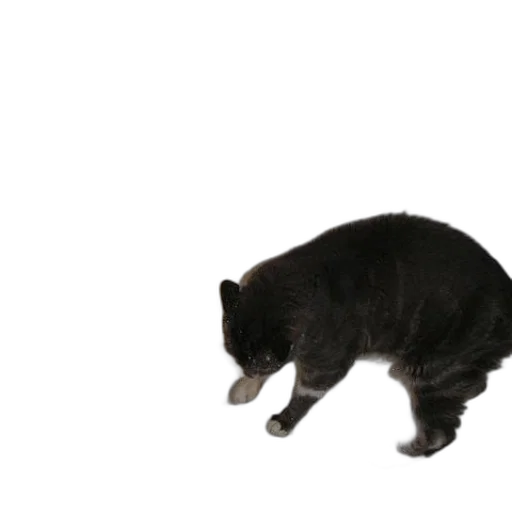 animal, creature, staff, hat transparent PNG cut-out