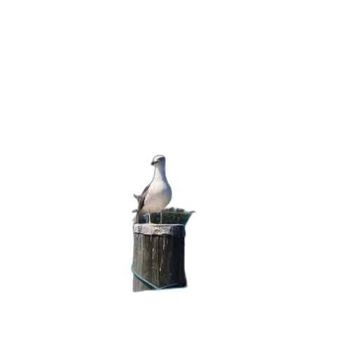 bottle, furniture, animal, robot transparent PNG cut-out
