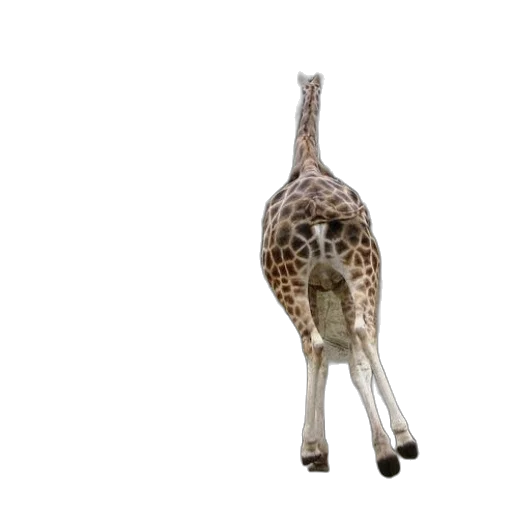 animal, creature, staff, shoes transparent PNG cut-out