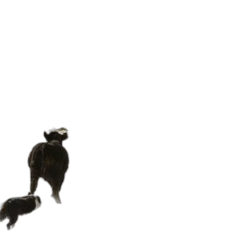 animal, creature, dragon, hair transparent PNG cut-out