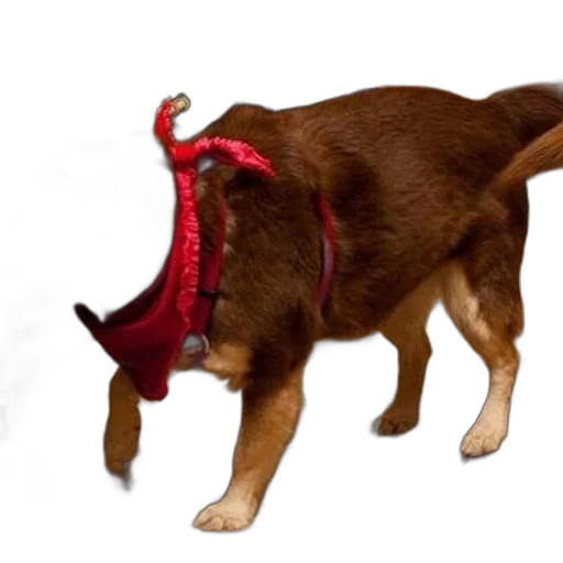 hat, animal, creature, staff transparent PNG cut-out