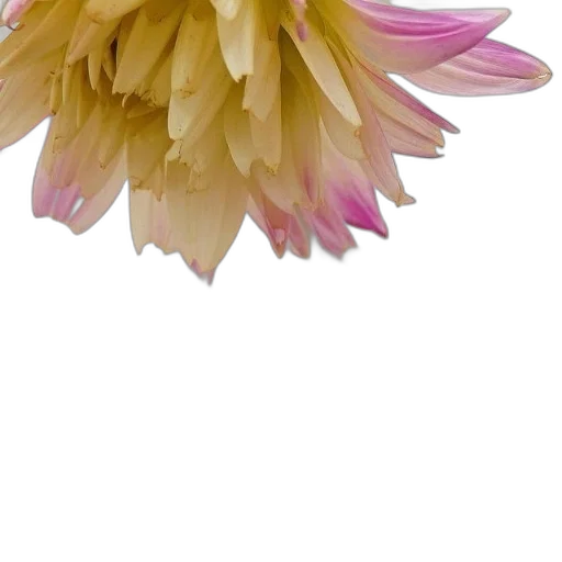 flower, crown, hair, jewelry transparent PNG cut-out