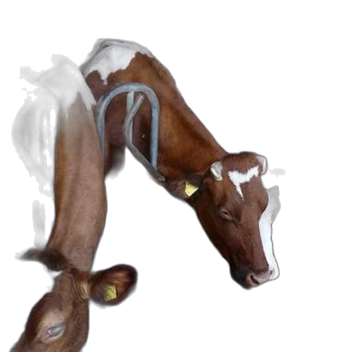 creature, animal, dragon, staff transparent PNG cut-out