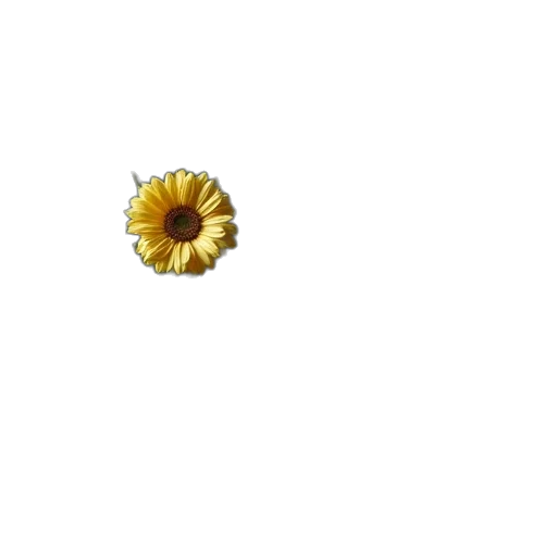 flower, jewelry, crown, food transparent PNG cut-out
