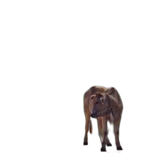animal, creature, face, staff transparent PNG cut-out