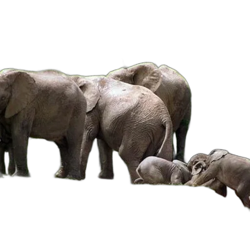 animal, creature, photorealistic, concept art transparent PNG cut-out