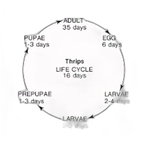 circular, diagram, illustrating, life transparent PNG cut-out