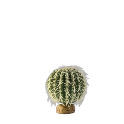 hat, crown, hair, bottle transparent PNG cut-out