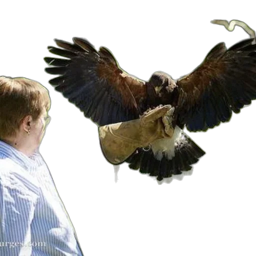 animal, creature, photorealistic, person transparent PNG cut-out