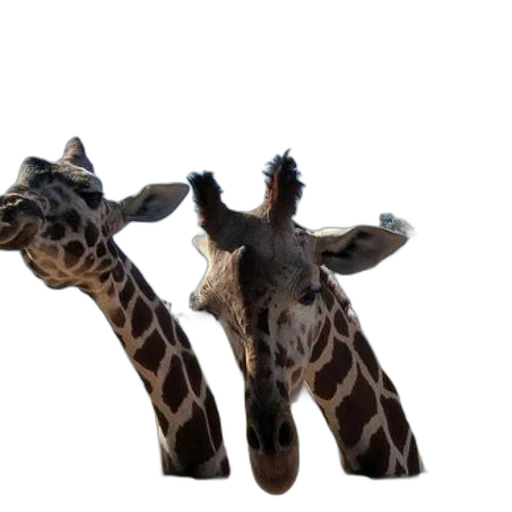 animal, creature, shoes, staff transparent PNG cut-out