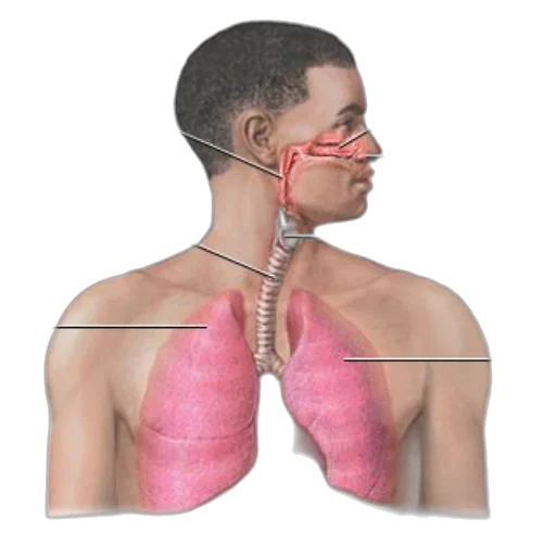 mask, face, jewelry, anatomical transparent PNG cut-out