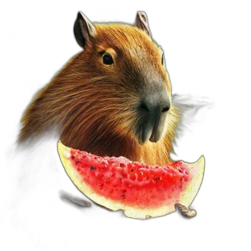 animal, food, creature, hat transparent PNG cut-out
