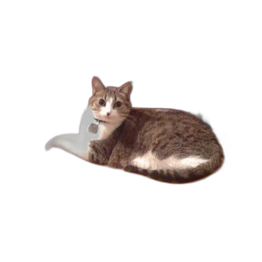shoes, hat, staff, animal transparent PNG cut-out