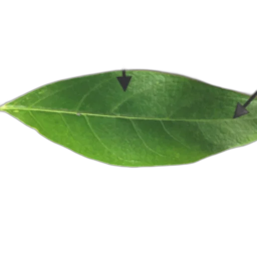 staff, tree, umbrella, crown transparent PNG cut-out