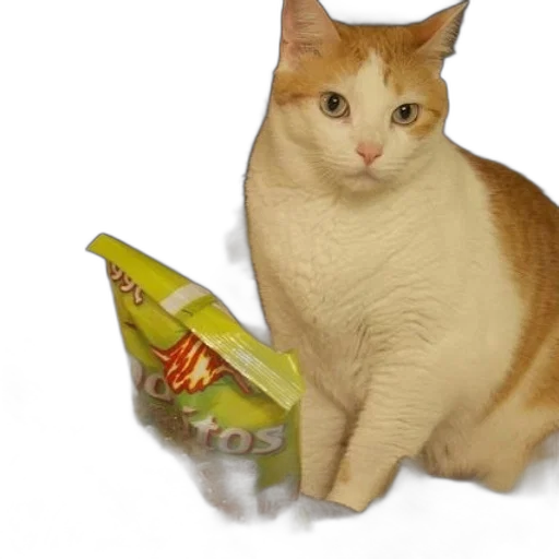 food, shoes, animal, hat transparent PNG cut-out