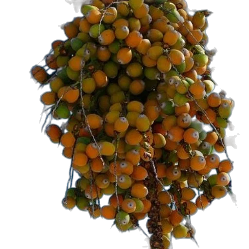 crown, tree, food, staff transparent PNG cut-out