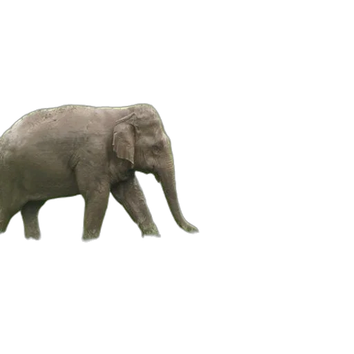 animal, creature, hat, weapon transparent PNG cut-out