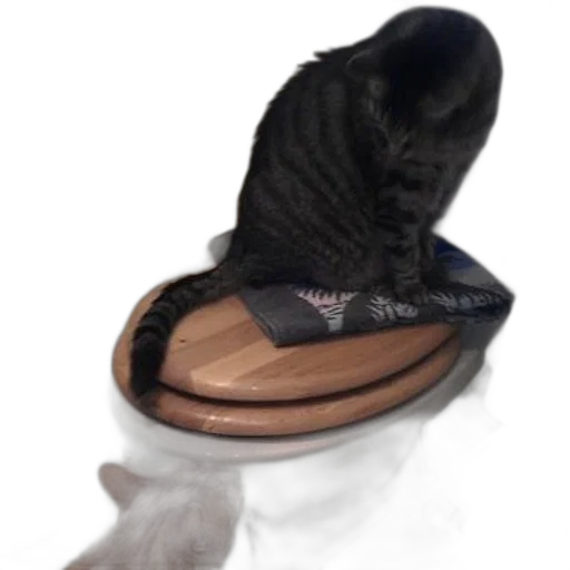 shoes, hat, food, animal transparent PNG cut-out