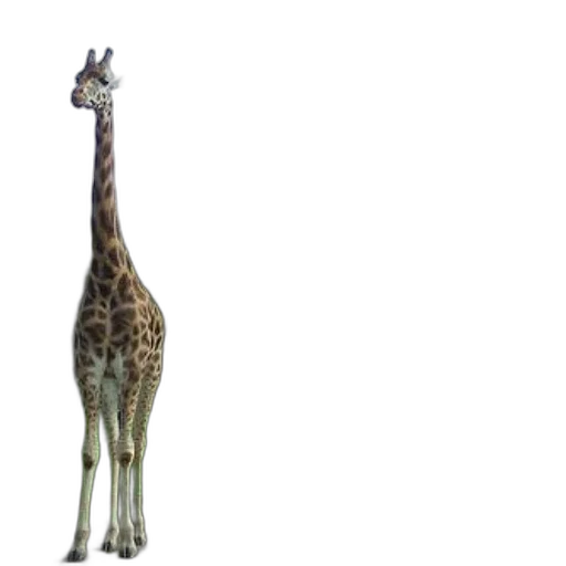 animal, creature, staff, weapon transparent PNG cut-out