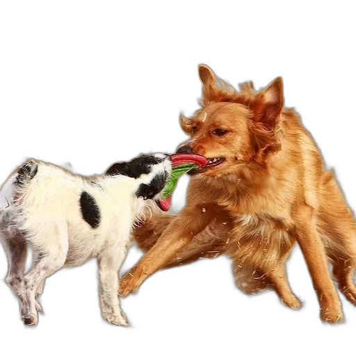 food, animal, photorealistic, two transparent PNG cut-out