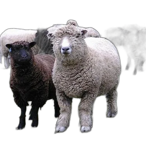 animal, photorealistic, 3d render, pixel art transparent PNG cut-out