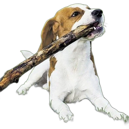 staff, animal, weapon, sword transparent PNG cut-out
