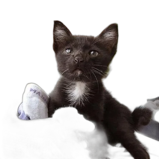 animal, creature, staff, weapon transparent PNG cut-out
