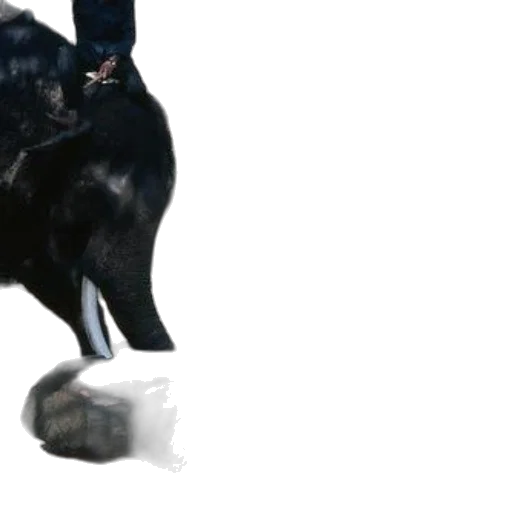animal, shoes, creature, mask transparent PNG cut-out