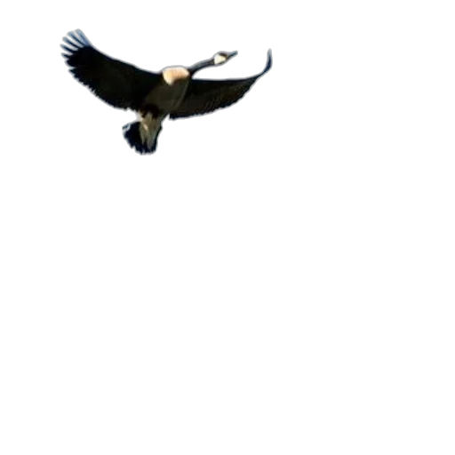 animal, staff, creature, weapon transparent PNG cut-out