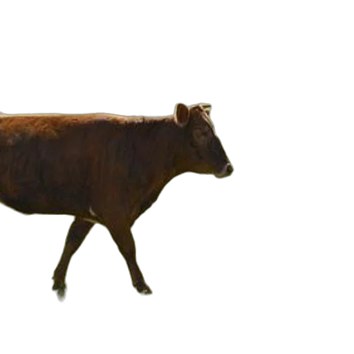 animal, creature, food, dress transparent PNG cut-out